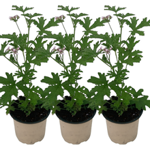 Charger l'image dans la galerie, Géranium Citronnelle ANTI-MOUSTIQUE Pot de 1L Dès 5,5€
