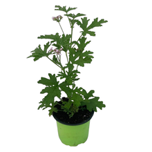 Charger l'image dans la galerie, Géranium Citronnelle ANTI-MOUSTIQUE Pot de 10.5cm Dès 3.50€
