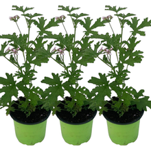 Charger l'image dans la galerie, Géranium Citronnelle ANTI-MOUSTIQUE Pot de 10.5cm Dès 3.50€
