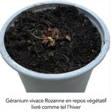 Charger l'image dans la galerie, Géranium Rozanne - pot 10,5
