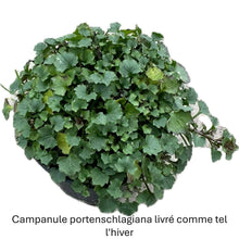 Charger l'image dans la galerie, CAMPANULA portenschlagiana (muralis) - Campanule des murs - pot 9 Dès 2.99 €
