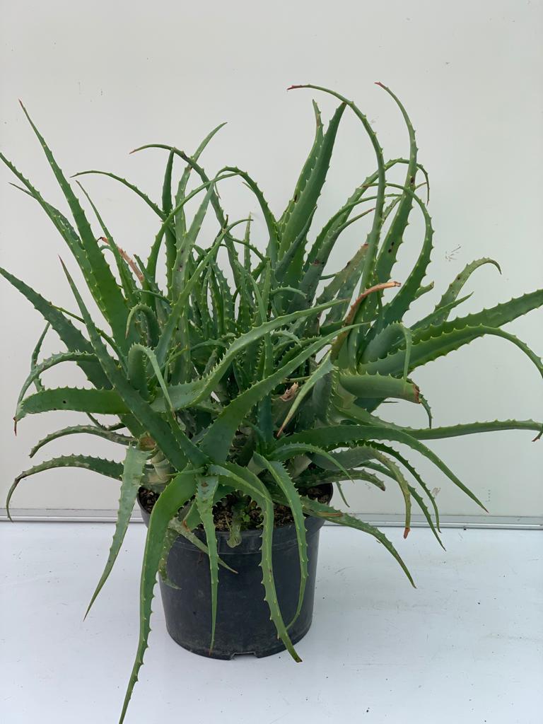 Aloé Arborescence pot de 5 Litres