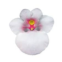 Charger l'image dans la galerie, Diasca pot 10.5
