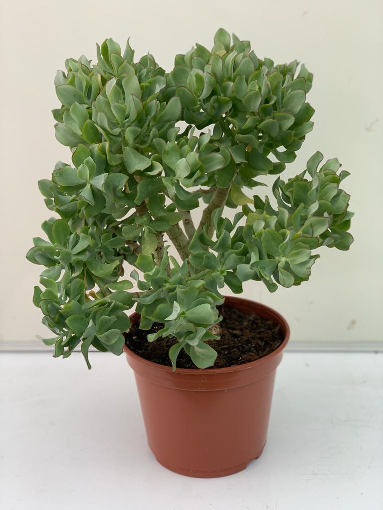 plante jade entretien Arbre de Jade