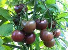Charger l&#39;image dans la galerie, Plants de Tomate individuel pot 10,5
