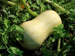 Plants de Butternut pot 10.5