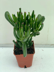 Crassula Ovata Gollum pot de 10.5