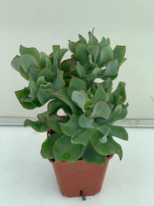 Crassula Ovata Indula pot de 10.5