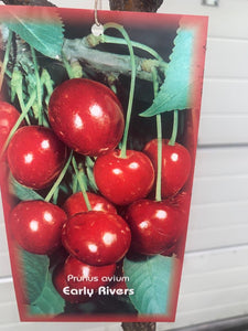 Cerisier Early Rivers pot 7.5Litres