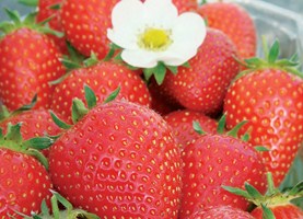 Plants de Fraisier Remontante B6