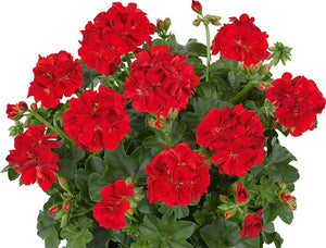 Géranium Lierre Double pot 10.5