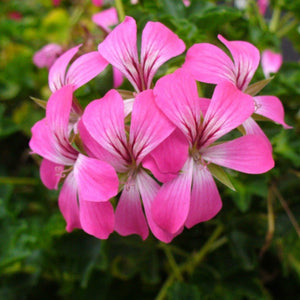 Géranium Lierre Simple pot 10.5
