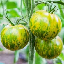 Charger l&#39;image dans la galerie, Plants de Tomate individuel pot 10,5
