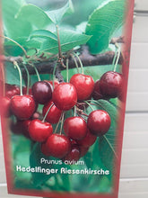 Charger l&#39;image dans la galerie, Cerisier Hedelfinger Riesenkirsche pot 7.5Litres
