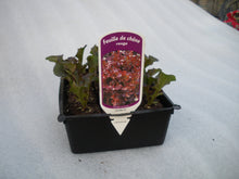 Charger l&#39;image dans la galerie, Plants de salade B12
