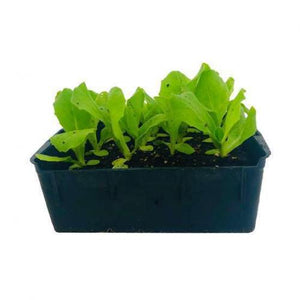 Plants de salade B12
