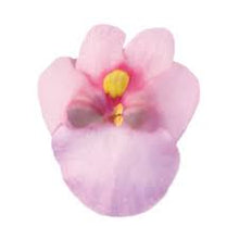 Charger l'image dans la galerie, Diasca pot 10.5
