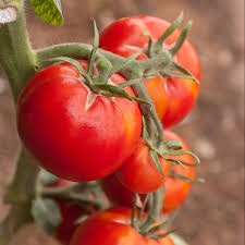 Plants de Tomate individuel pot 10,5