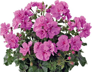 Géranium Lierre Double pot 10.5