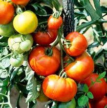 Charger l&#39;image dans la galerie, Plants de Tomate B4
