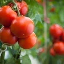 Plants de Tomate individuel pot 10,5