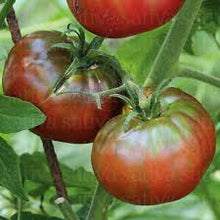 Charger l&#39;image dans la galerie, Plants de Tomate individuel pot 10,5

