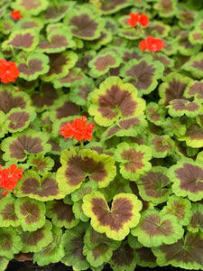 Geranium Zonal Panaché Occold Schield