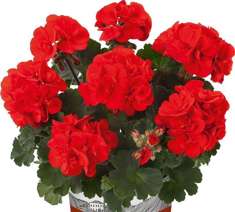 Géranium Zonale Smart Senna Dès 1.90€