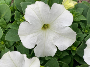 Pétunia à massif B6