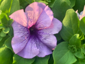 Pétunia à massif B6