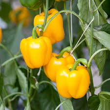 Plant de Poivron pot 10.5