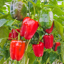 Plant de Poivron pot 10.5