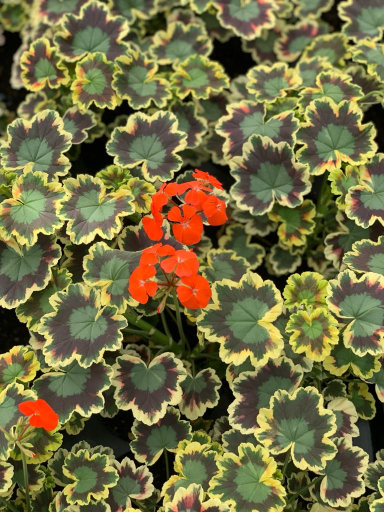 Geranium Zonal Panaché Mrs Pollock