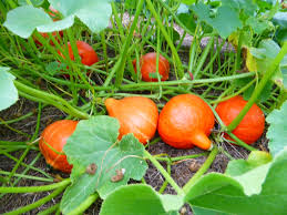 Plant de Potimarron pot de 10,5