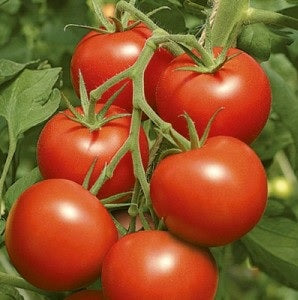 Plants de Tomate individuel pot 10,5