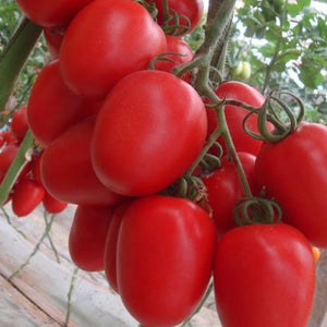 Plants de Tomate individuel pot 10,5