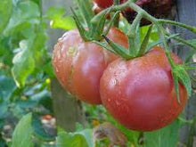 Charger l&#39;image dans la galerie, Plants de Tomate individuel pot 10,5
