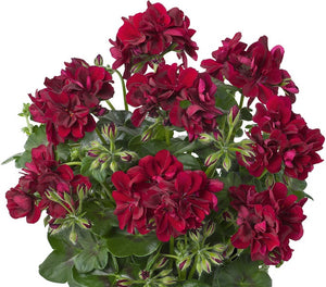 Géranium Lierre Double pot 10.5