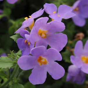 Bacopa Gulliver Pot 10.5