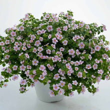 Charger l&#39;image dans la galerie, Bacopa Gulliver Pot 10.5

