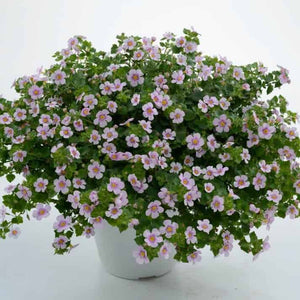 Bacopa Gulliver Pot 10.5