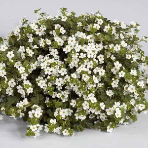 Bacopa Gulliver Pot 10.5