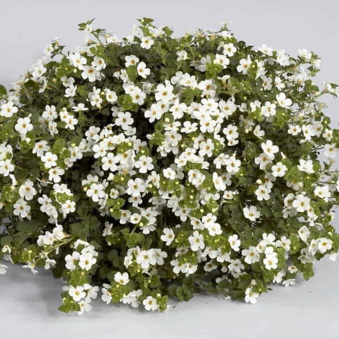Bacopa Gulliver Pot 10.5
