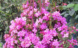 Centradenia pot 10.5
