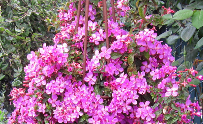 Centradenia pot 10.5
