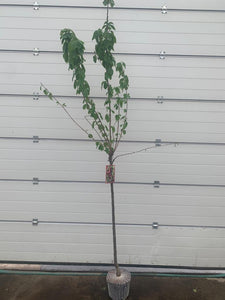 Cerisier Kordia pot 7.5Litres