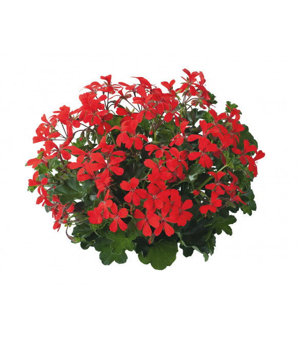 Géranium Lierre Simple pot 10.5
