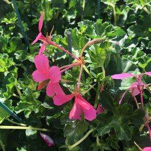 Géranium Lierre Simple pot 10.5