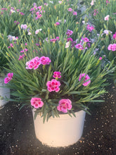 Charger l'image dans la galerie, Oeillet vivace Pink kisses pot déco 1Litre

