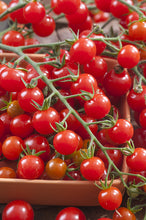 Charger l&#39;image dans la galerie, Plants de Tomate B4
